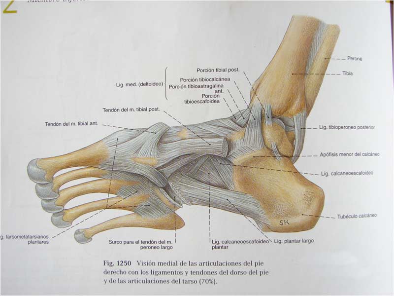Estructuras capsulares y ligamentosas